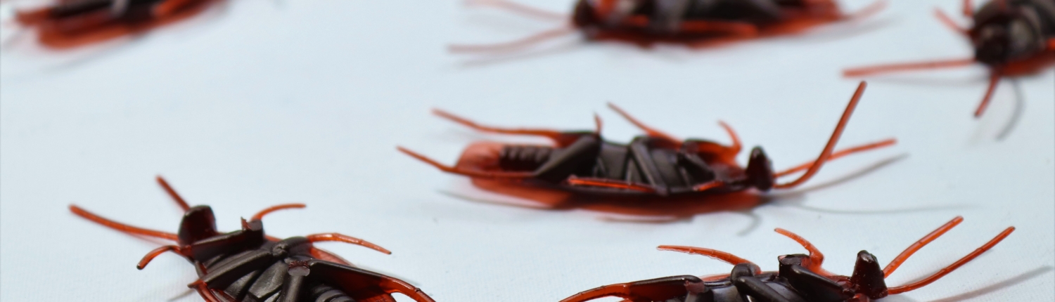Gran conocimiento sobre la eliminación de todo tipo de insectos en Soria